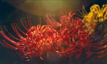 Lycoris radiata - red spider lily