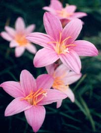 Zephyranthes grandiflora - pink fairy lily
